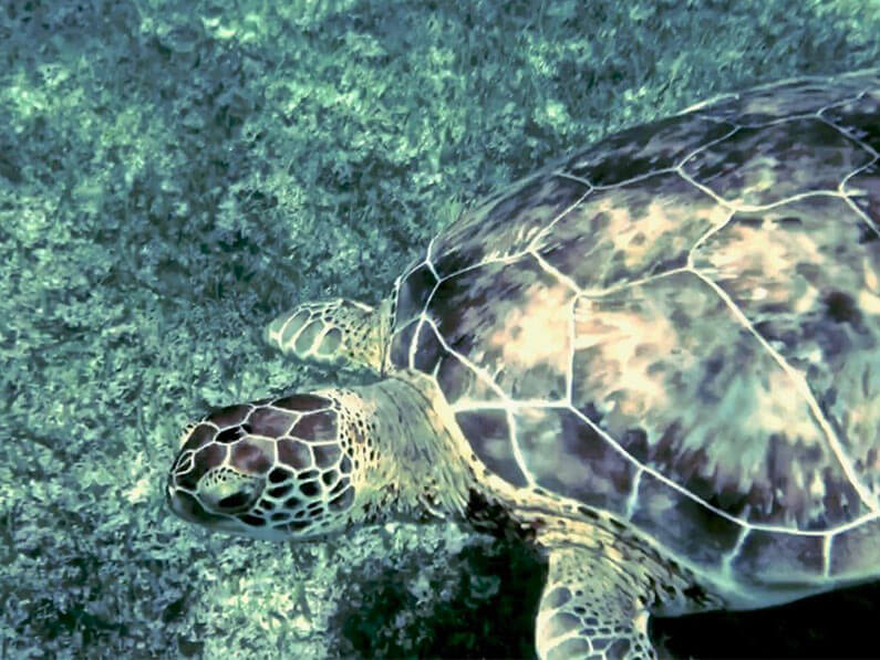looking down on a sea turtle in the waters of Akumal Bay
